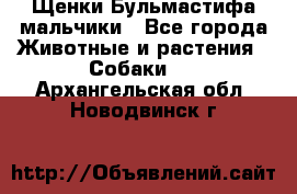 Щенки Бульмастифа мальчики - Все города Животные и растения » Собаки   . Архангельская обл.,Новодвинск г.